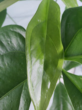 Load image into Gallery viewer, Clavigerum, exact plant, Philodendron, ships nationwide,
