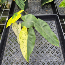 Load image into Gallery viewer, Philodendron Ilsemanii Variegated exact plant, Fedex 2day*
