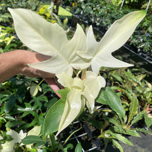 Load image into Gallery viewer, Philodendron Florida Ghost 4" pot, Fedex 2day*
