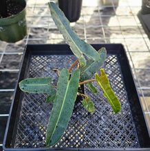 Load image into Gallery viewer, Philodendron Atabapoense Dark Form, Exact Plant Ships Nationwide
