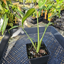 Load image into Gallery viewer, Monstera Burle Marx Flame, Exact Plant Ships Nationwide
