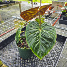 Load image into Gallery viewer, Philodendron Verrucosum Amazon Sunset, Exact Plant
