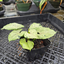 Load image into Gallery viewer, Syngonium Green Splash, Exact Plant Variegated Ships Nationwide
