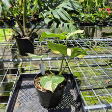 Load image into Gallery viewer, Monstera Thai Constellation Variegated exact plant, Fedex 2day*

