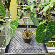 Load image into Gallery viewer, Anthurium Besseae Aff, Exact Plant
