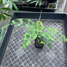 Load image into Gallery viewer, Monstera Obliqua Peru, Exact Plant Ships Nationwide
