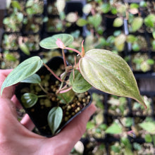 Load image into Gallery viewer, Philodendron Micans Mint Pink Variegated, 2.5” pot, Fedex 2 day*
