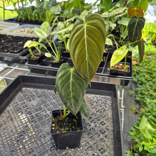 Load image into Gallery viewer, Philodendron Melanochrysum 4" pot, Fedex 2day*
