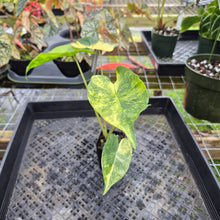 Load image into Gallery viewer, Alocasia Macrorrhiza Schock Treatment, Exact Plant Variegated Ships Nationwide
