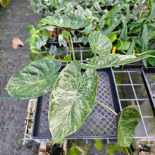 Load image into Gallery viewer, Alocasia Wentii, Exact Plant Variegated Large
