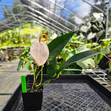 Load image into Gallery viewer, Anthurium Sherzerianum &quot;Pig Tail&quot;, Exact Plant Speckled Ships Nationwide
