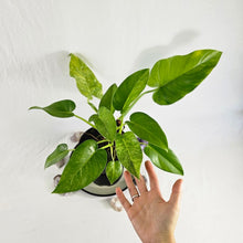 Load image into Gallery viewer, Philodendron Giganteum, Exact Plant Variegated
