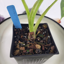 Load image into Gallery viewer, Alocasia Frydek, Exact Plant Variegated
