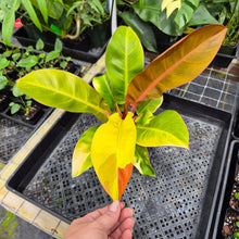 Load image into Gallery viewer, Philodendron Red Moon. not Yellow Flame, Exact Plant Variegated
