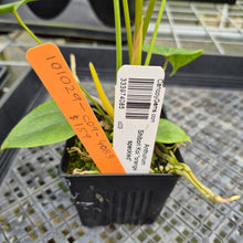 Load image into Gallery viewer, Anthurium Shibori Koi "orange speckled" exact plant, Fedex 2day*
