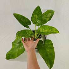 Load image into Gallery viewer, Philodendron Giganteum, Exact Plant Variegated
