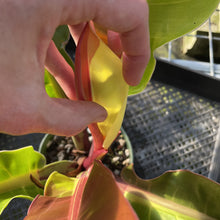 Load image into Gallery viewer, Philodendron Red Moon. not Yellow Flame Variegated exact plant, Fedex 2day
