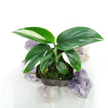 Load image into Gallery viewer, Monstera Standleyana Albo Variegated 2.5&quot; Pot, Fedex 2 day*
