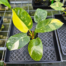 Load image into Gallery viewer, Philodendron Green Congo Nuclear, Exact Plant Variegated
