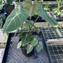 Load image into Gallery viewer, Philodendron Gloriosum, Pink Veined Back, Exact Plant Large Multi pot

