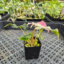 Load image into Gallery viewer, Alocasia Polly Snowflake Pink variegated exact plant, Fedex 2day*
