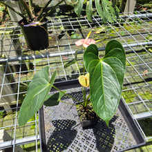 Load image into Gallery viewer, Anthurium Shibori Variegated exact plant, Fedex 2day*
