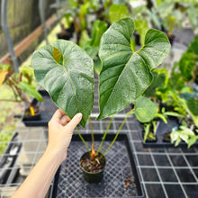 Load image into Gallery viewer, Anthurium Decipiens, Exact Plant Ships Nationwide
