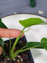 Load image into Gallery viewer, Philodendron 69686 Bette Waterbury 2.5&quot; Pot, Fedex 2 day*
