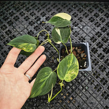 Load image into Gallery viewer, Philodendron Hederaceum Micans Aurea, Exact Plant Variegated Ships Nationwide
