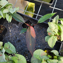 Load image into Gallery viewer, Philodendron Orange Princess, Exact Plant Variegated Ships Nationwide
