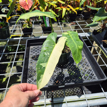 Load image into Gallery viewer, Philodendron Jose Buono Variegated exact plant, Fedex 2day*
