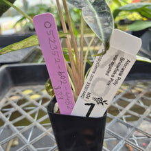 Load image into Gallery viewer, Alocasia polly snowflake variegated, Exact Plant Ships Nationwide.
