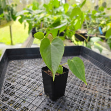 Load image into Gallery viewer, Anthurium Red Beauty 2.5" pot, Fedex 2day*
