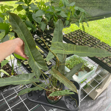 Load image into Gallery viewer, Philodendron Atabapoense Dark Form exact plant, Fedex 2day*
