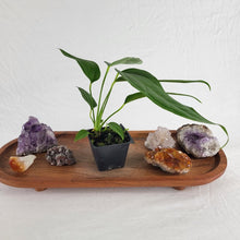 Load image into Gallery viewer, Anthurium Spectabile 2.5&quot; Pot, Fedex 2 day*
