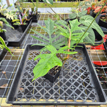 Load image into Gallery viewer, Philodendron Florida Beauty X Tortum, Exact Plant green Form Ships Nationwide
