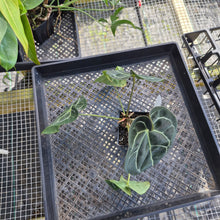 Load image into Gallery viewer, Anthurium &quot;Michelle x Zara&quot; x Noid Hybrid, Exact Plant Ships Nationwide

