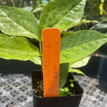 Load image into Gallery viewer, Zamioculcas Zamiifolia Wild Form ZZ, Exact Plant Variegated Ships Nationwide
