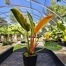Load image into Gallery viewer, Philodendron Green Congo Nuclear, Exact Plant Variegated
