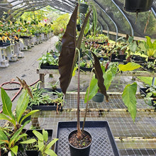 Load image into Gallery viewer, Alocasia Longiloba, Denudata, Exact Plant
