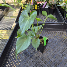 Load image into Gallery viewer, Anthurium Macrolobium x Noid, Exact Plant Ships Nationwide
