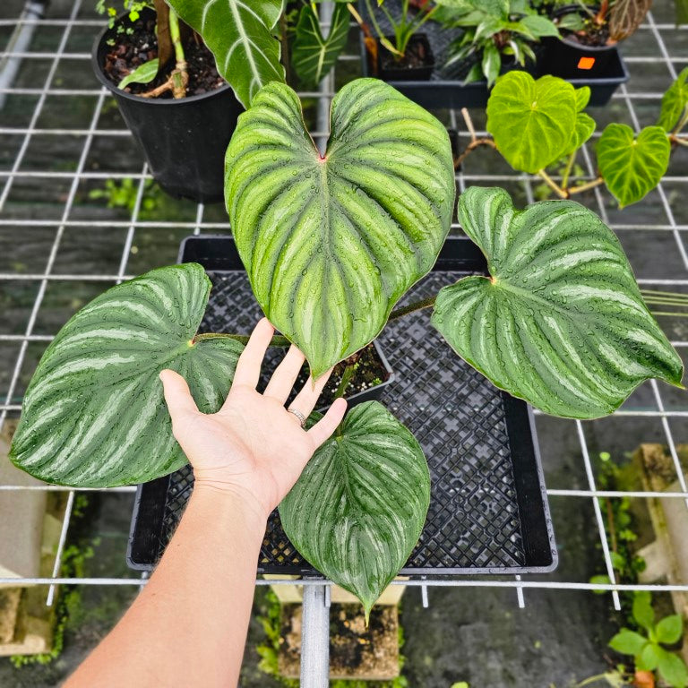 Philodendron Plowmanii, Exact Plant Round Form