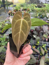 Load image into Gallery viewer, Anthurium Magnificum x Papillilaminum 2.5" pot, Fedex 2day*
