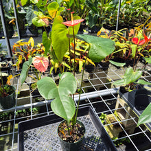 Load image into Gallery viewer, Anthurium Shibori Koi "orange speckled" exact plant, Fedex 2day*
