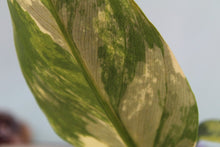 Load image into Gallery viewer, Variegated Philodendron Hastatum Silver Sword Exact Plant Ships nationwide

