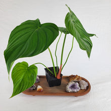 Load image into Gallery viewer, Philodendron Pastazanum 4&quot; pot, Fedex 2 day*
