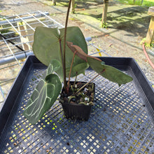 Load image into Gallery viewer, Anthurium Besseae AFF x Forgettii White Stripe, Exact Plant
