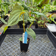 Load image into Gallery viewer, Anthurium Papillilaminum Fort Sherman, Exact Plant Ships Nationwide
