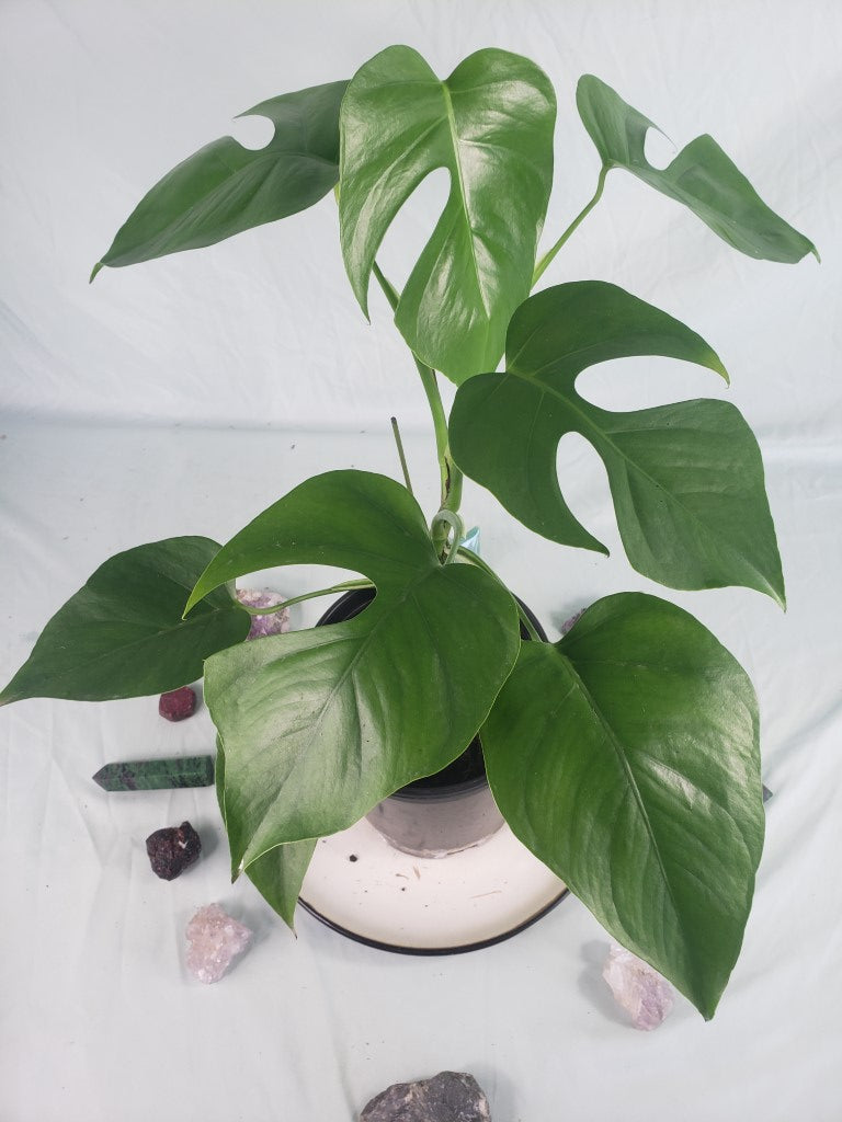 Monstera Sierrana Hawaii Clone, Exact Plant