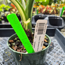 Load image into Gallery viewer, Alocasia Odora, Okinawa Silver, Exact Plant Variegated Ships Nationwide
